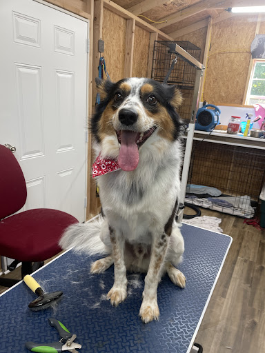 Pampered Pets - Thumbnail