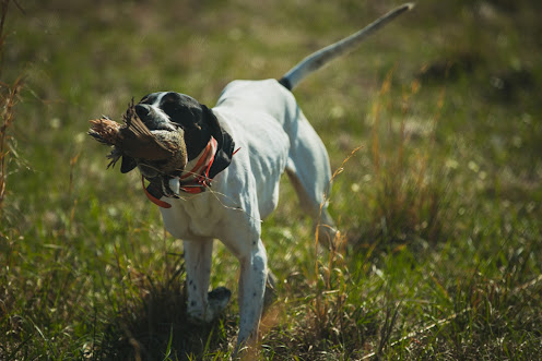 Photo of Covey Rise Lodge