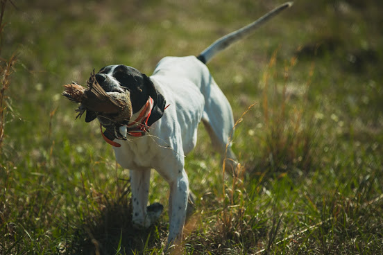 Covey Rise Lodge by null