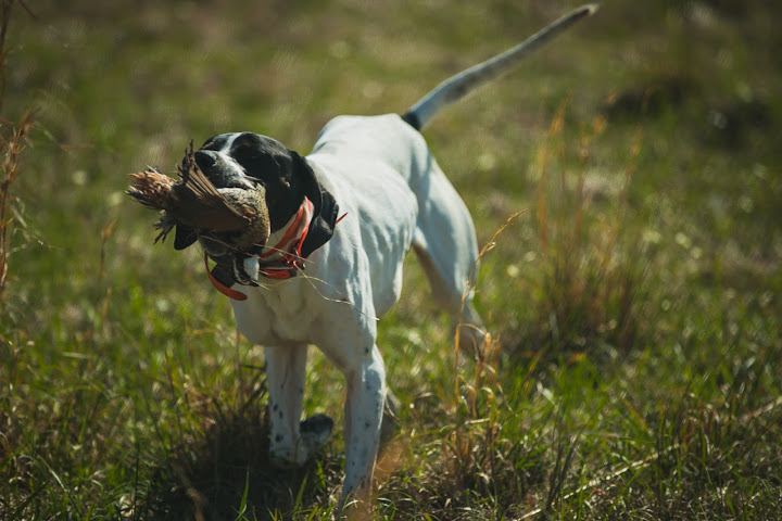 Covey Rise Lodge by null