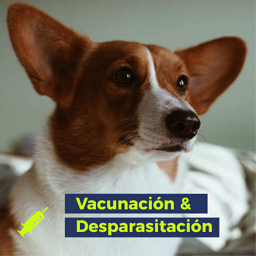 Veterinaria Científica