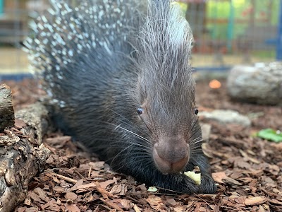 Wild Hearts African Farm and Petting Zoo -By Online Reservation