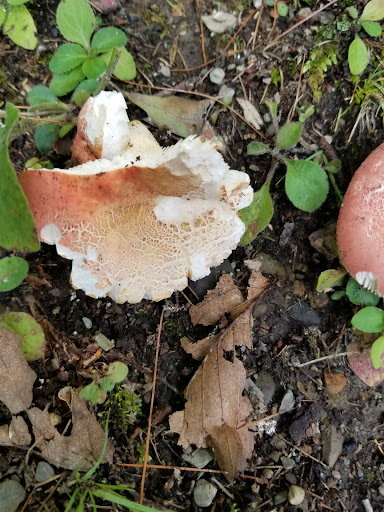Lake Lauderdale County Park - Thumbnail