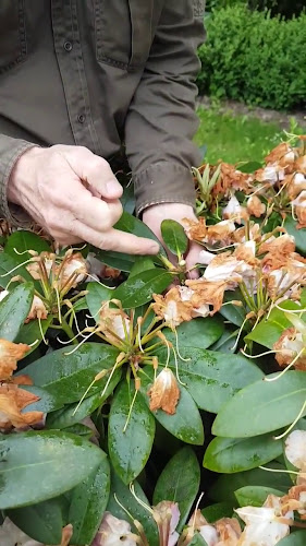 Opinii despre Brændestakken în Horsens - Anlægsgartner