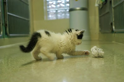 Photos of La Cumbre Animal Hospital