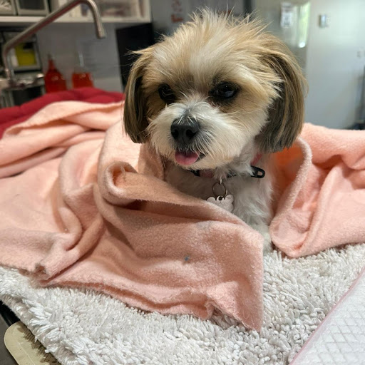 MustCare Vet Windaroo (Previously known as Windaroo Veterinary Surgery) - Thumbnail