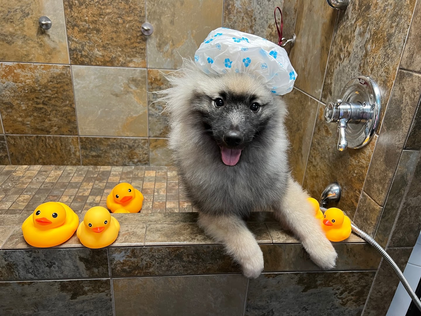 Muddy Paws Salon
