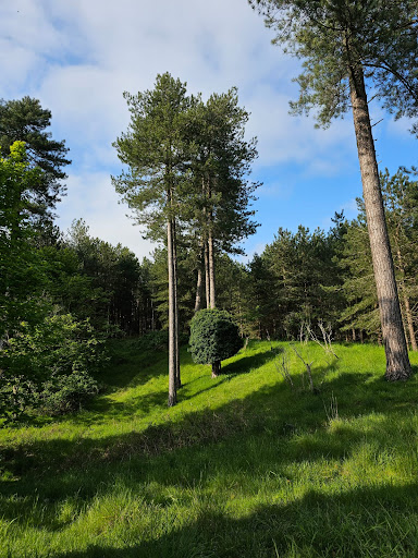Rendlesham Forest - Visual