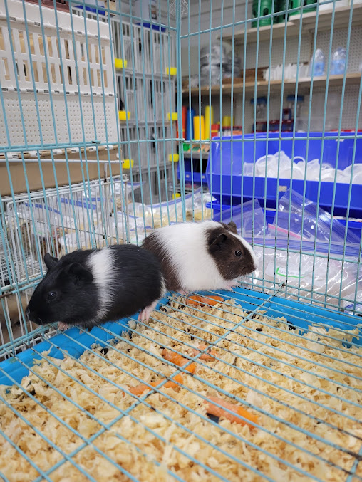 Leo Tampa Pet Shop . photo 6