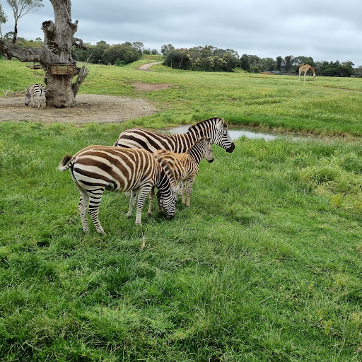 Safari Station - Thumbnail