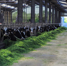 Photo n°5 de Ferme bio du Gaec Tanguy à Le Trévoux (Éleveur)