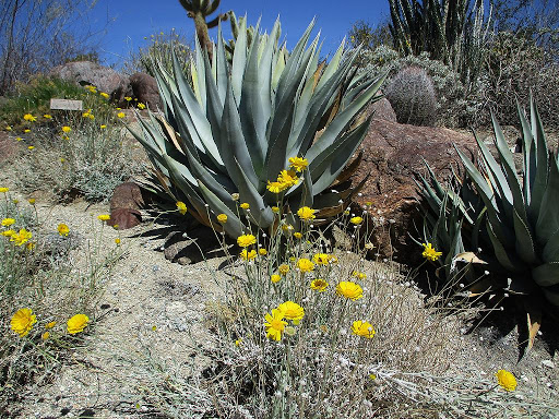 Colorado Desert Garden