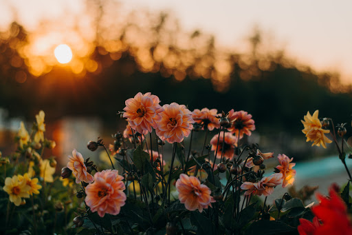 All Seasons Florist Inc. - Thumbnail