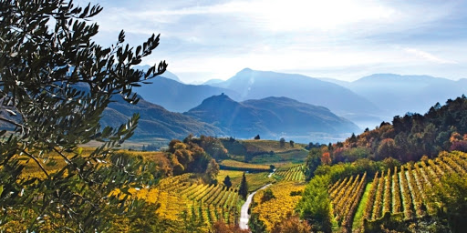 Ferraro Vino Sfuso E Imbottigliato - Thumbnail