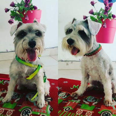 Photos of Animal House Vet y Spa