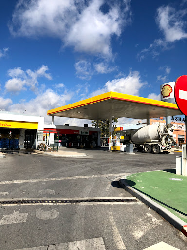SHELL ARMILLA - Visual
