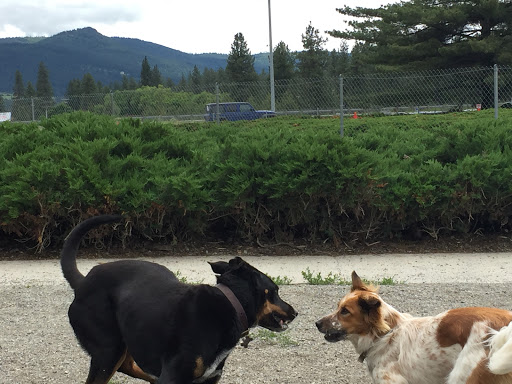 Scraps Dog Park Gallery - United States