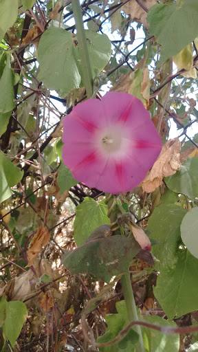 Arroyo El Convento - Thumbnail