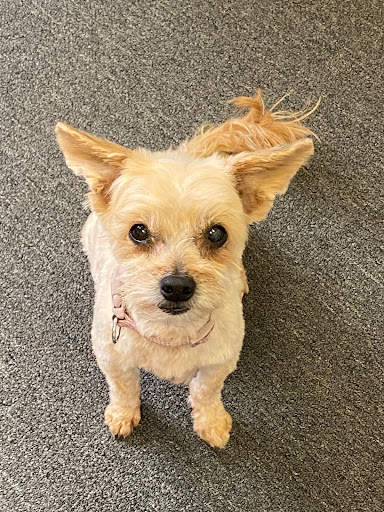 Classie Dawg Grooming - Thumbnail