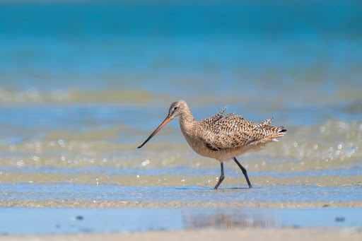 Shackleford Banks Dropoff Point - Thumbnail