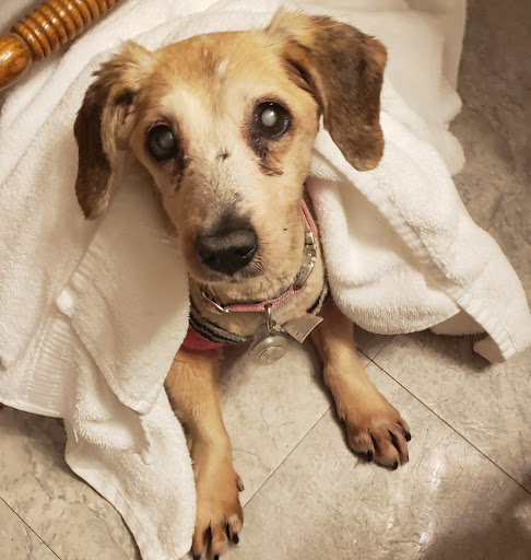 Awol Humane Society - Thumbnail