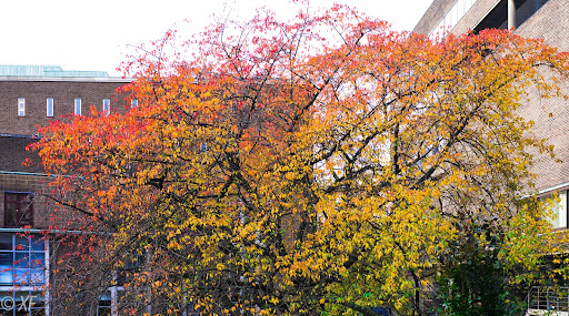 Merz Court - Thumbnail