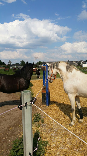 Crazy Horseland - Thumbnail