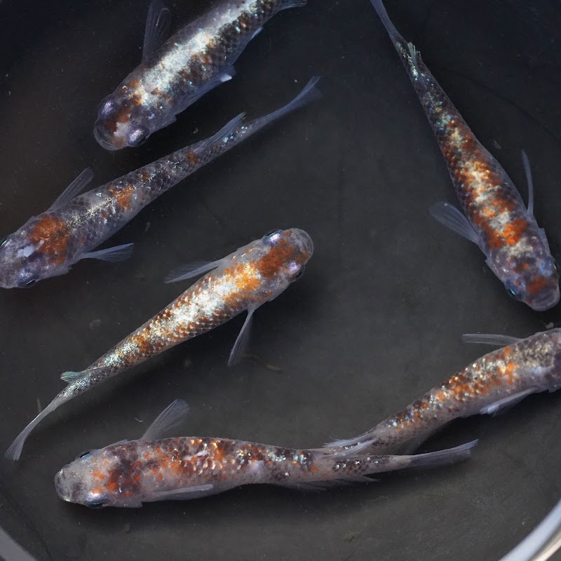 メダカ販売 球磨メダカ牧場