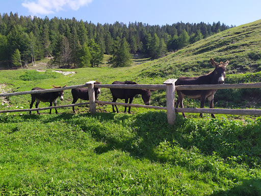 Malga Bodrina - Thumbnail