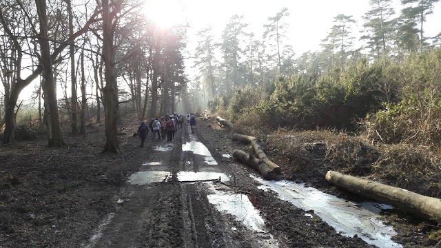 Forêt Domaniale de Roumare