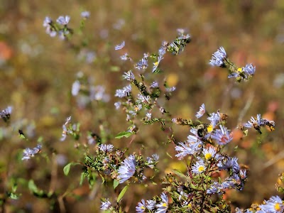 Oakland Forest & Meadow Preserve