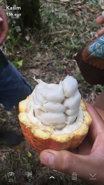 Photos of chocorart