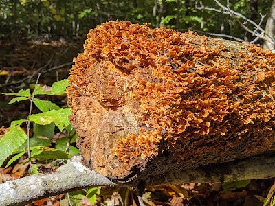 Oakland Forest & Meadow Preserve