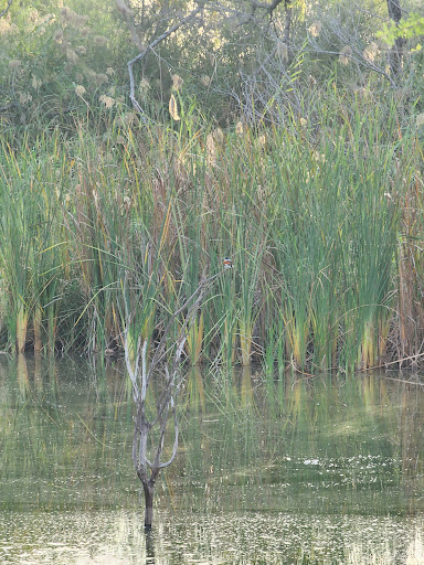 Alligator trail - Visual
