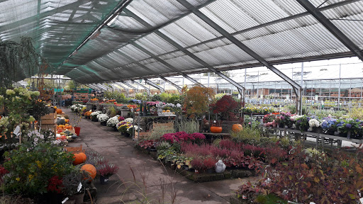 FLORA-LAND ARNOLD - Thumbnail