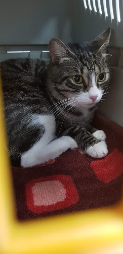 Clinica Veterinaria Frascati - Thumbnail