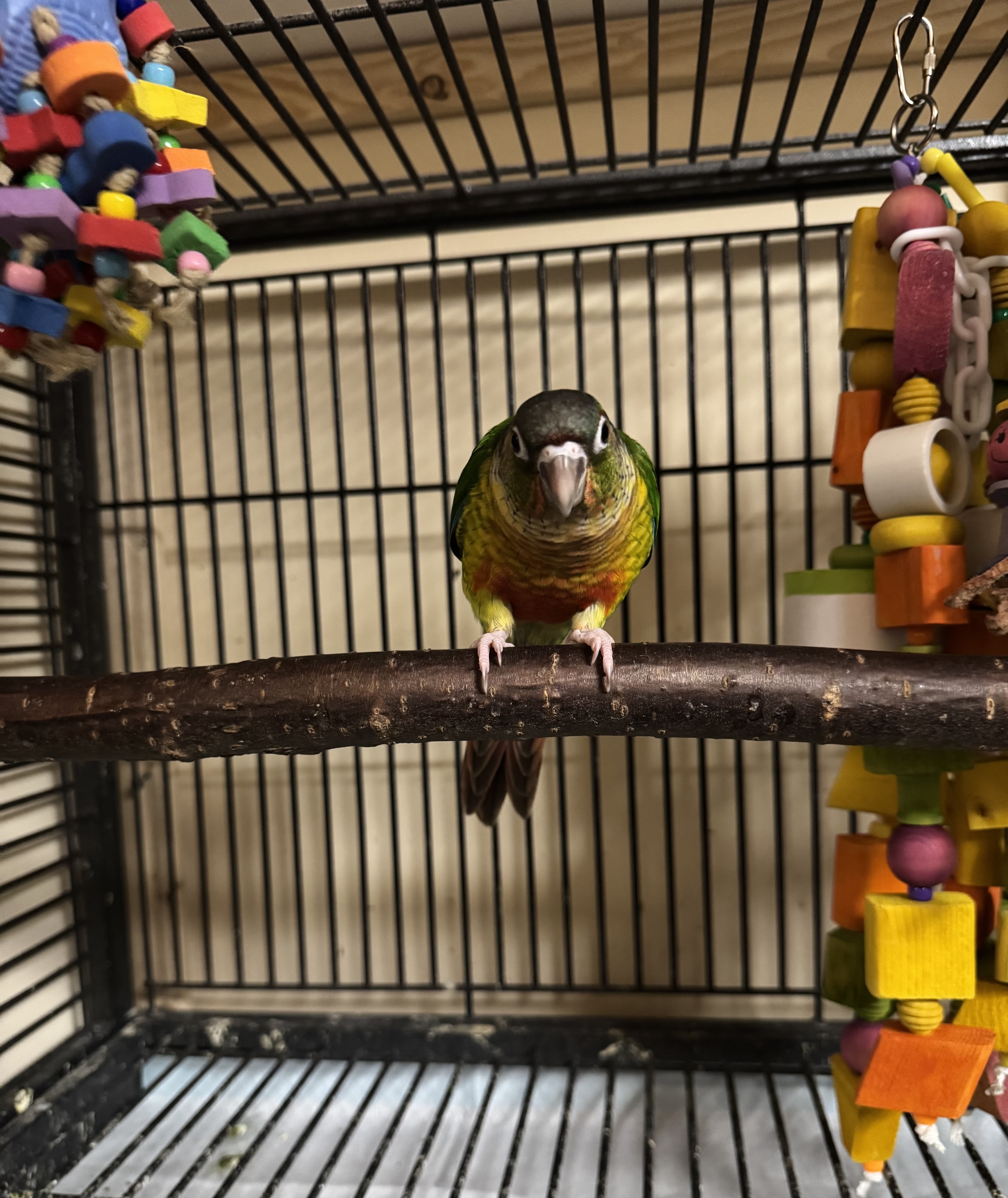 BirdsByUs