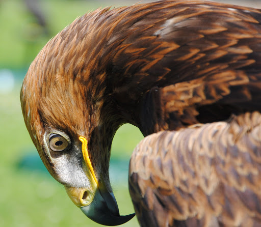 Yarak Birds of Prey