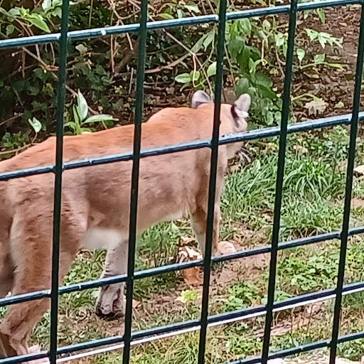 Pumas - Thumbnail