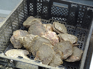 Photo n°24 de Maison du coquillage Montpellier à Saint-Gély-du-Fesc (Service de livraison)