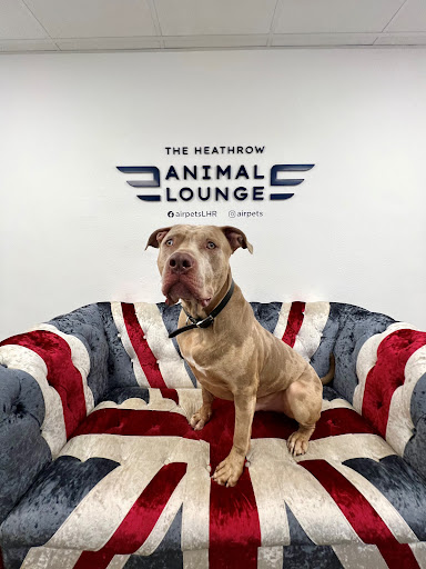 Airpets - Visual