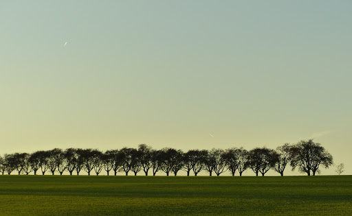 Mehlbeerbaum Allee - Visual