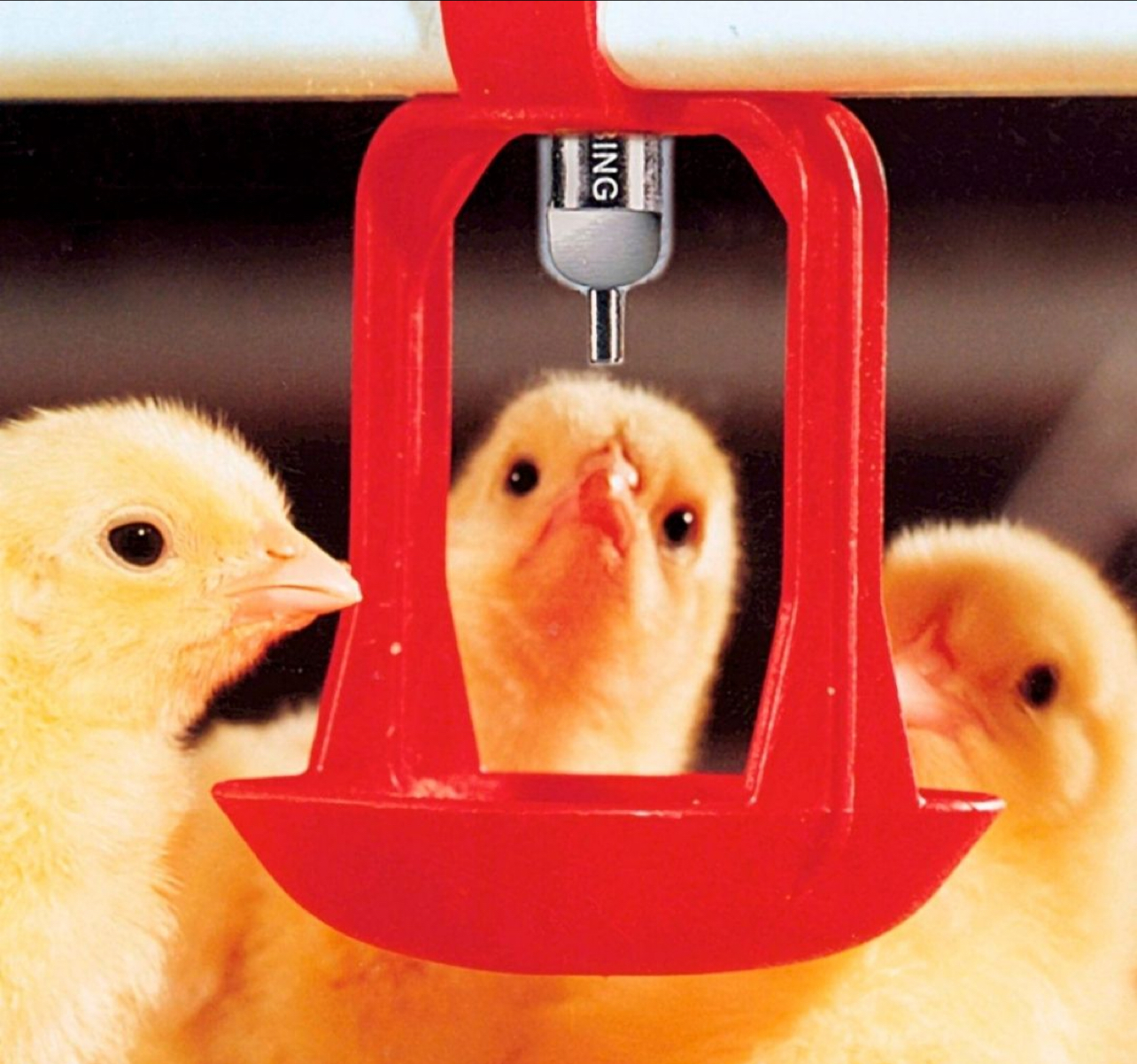 IYAD ALSARAYJI FOOD STUFF TRADING LLC - صورة 4