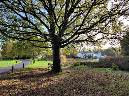 Southborough Common - Thumbnail