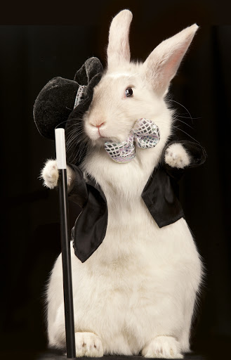 Bae's Magic Top Hat Rabbitry - Thumbnail