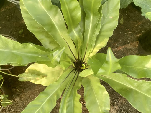 Buy this plant post image