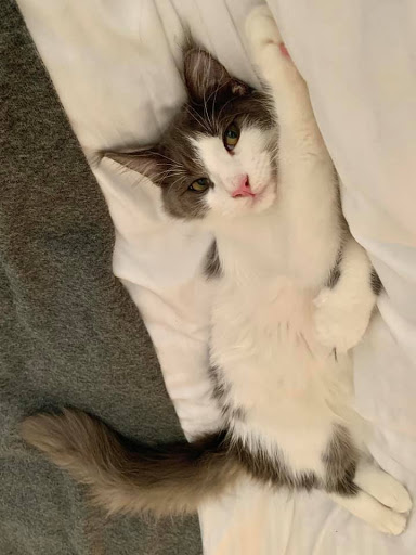 Grey Tuono Maine Coons - Thumbnail