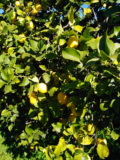 Agridipietro | Irrigazione - Fitofarmacia - Giardinaggio - Thumbnail