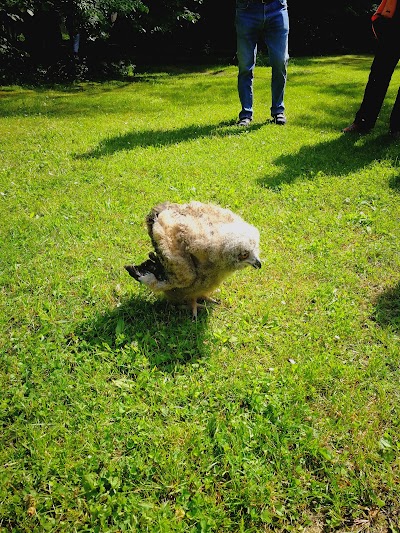 Photos of Greifvogel-Gehege