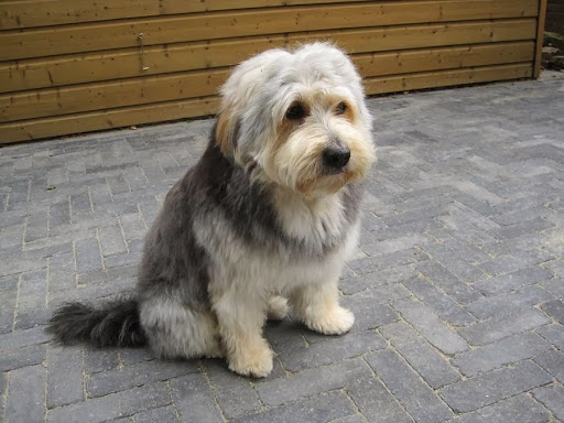 Trimsalon Dogs Beautysalon Melissa - Thumbnail